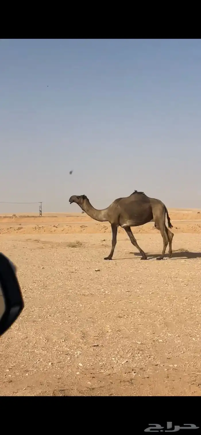 بعير فحل للبيع 0