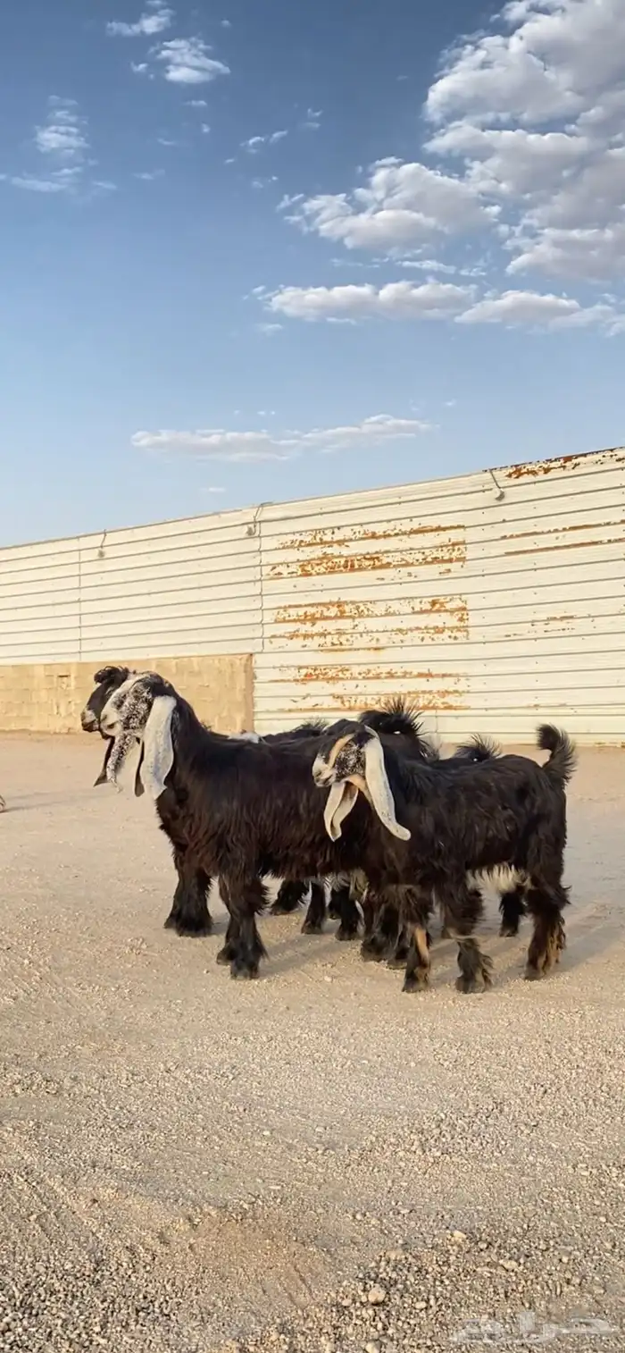 جفرات عوارض صنف 0