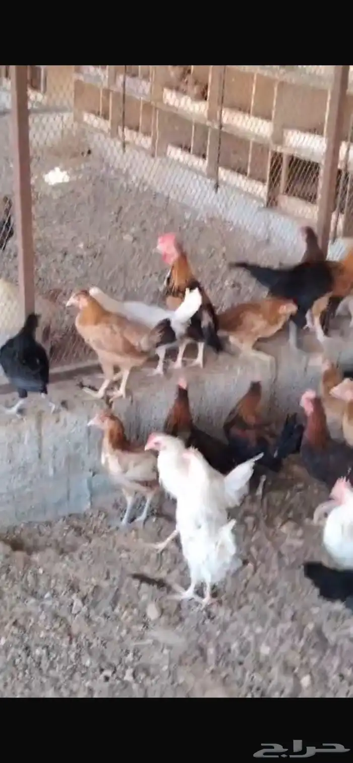 دجاج 3