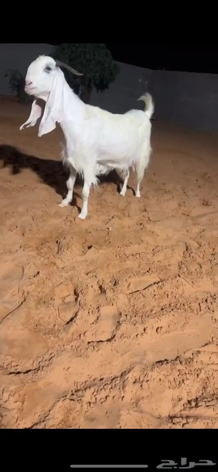 تم البيع 0