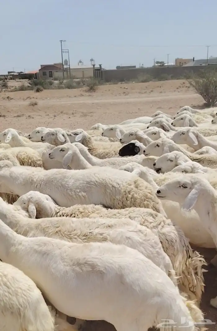 للبيع مراح واحد ضان حريات حرررش نضيفه ودفيع غنم سرحه 3