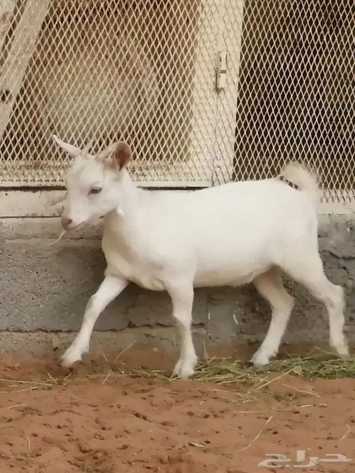 ماعز قزم أمريكي 2