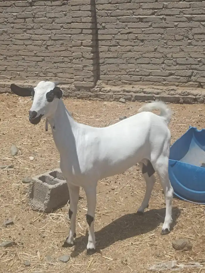 عنز بيشية كحل صغيره سن 0
