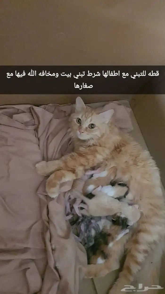 قط تبني 3