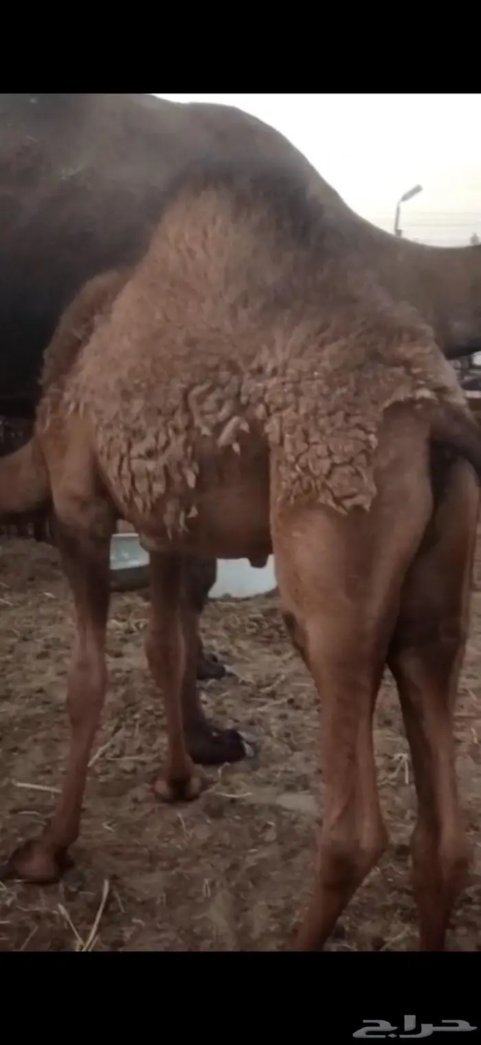 للبيع قعود قصب مغلق 1