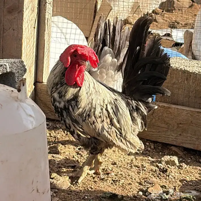 دجاج بلدي عربي 0