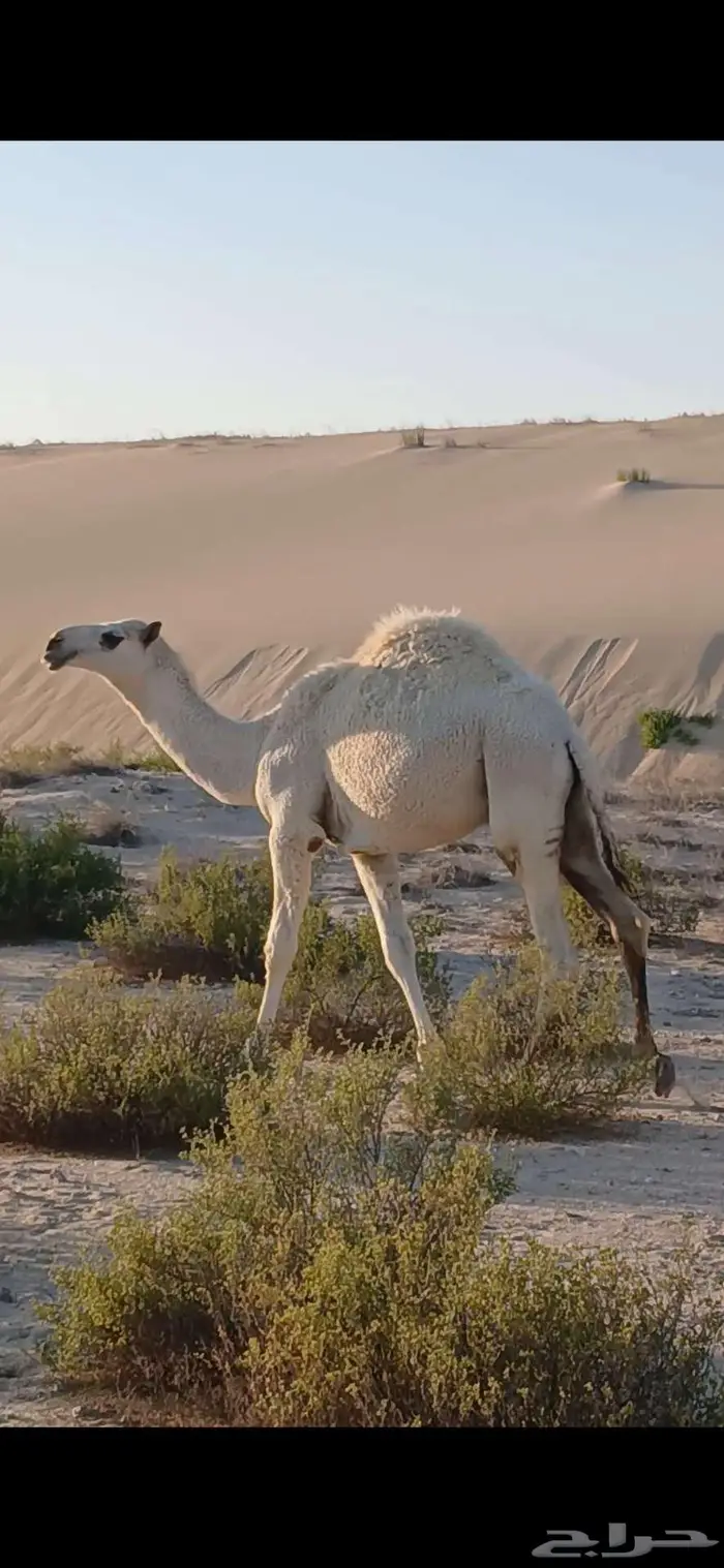 قعود باتلي أوضح مستقبل فحل 0