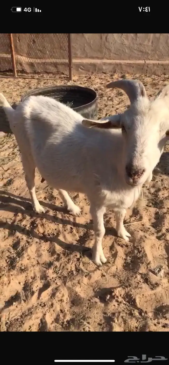 عنز سانين متبع ودافع 1