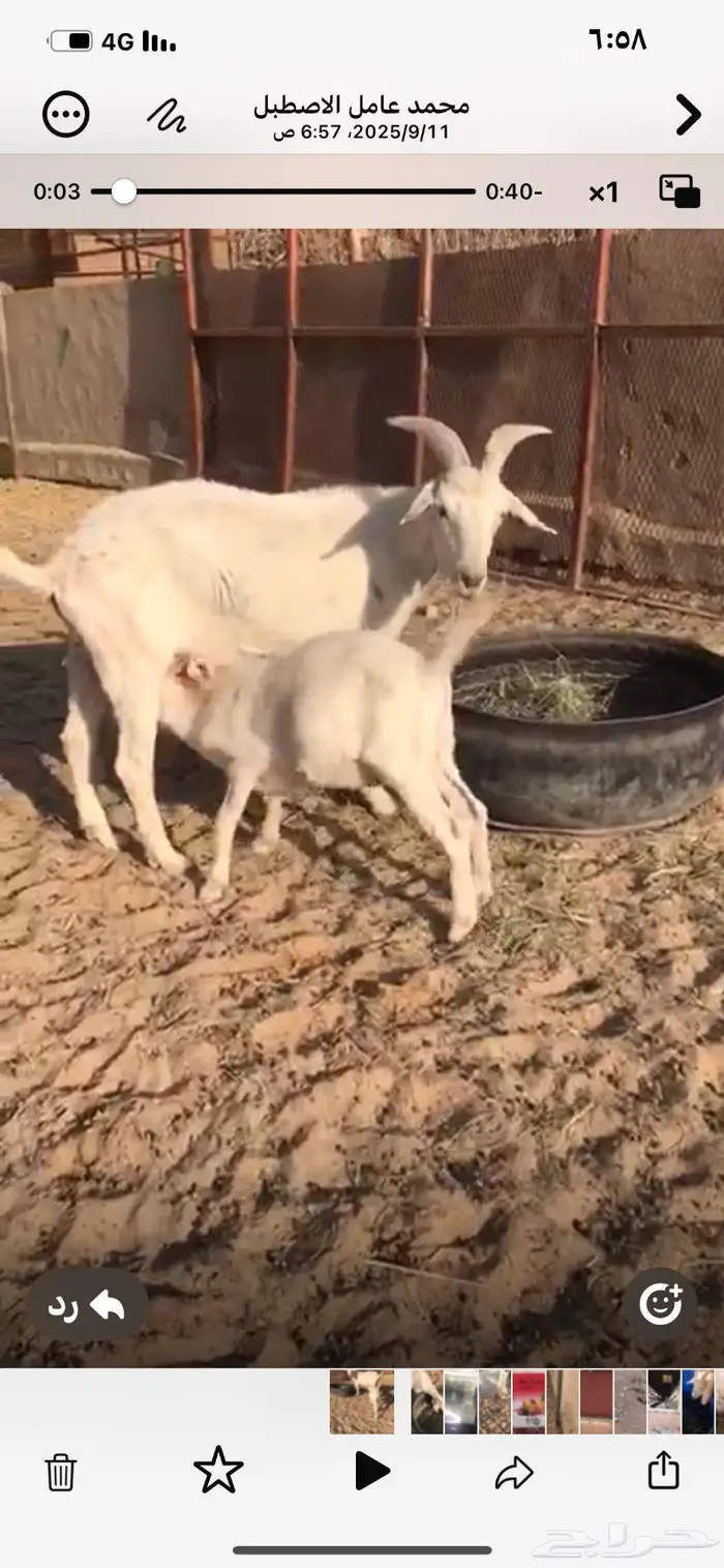 عنز سانين متبع ودافع 3