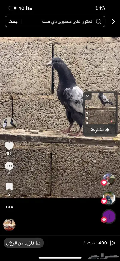 حمام index