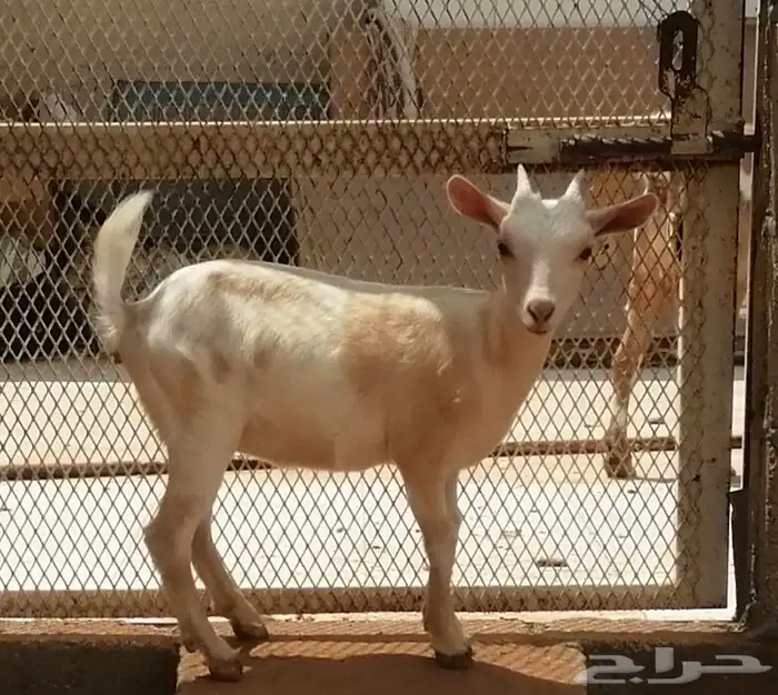 ماعز قزم أمريكي 3