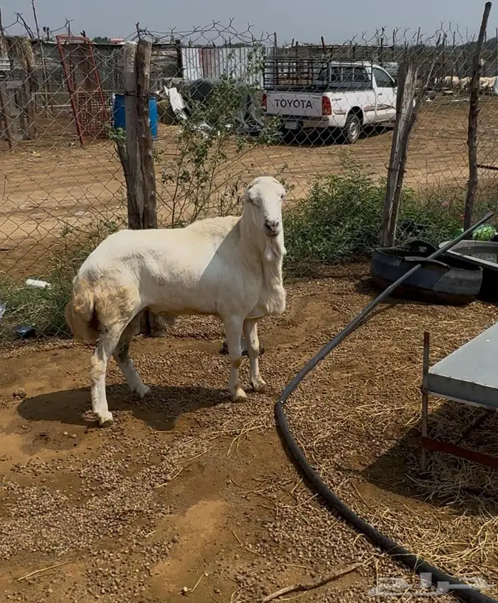 كبش فحل مشروط 0