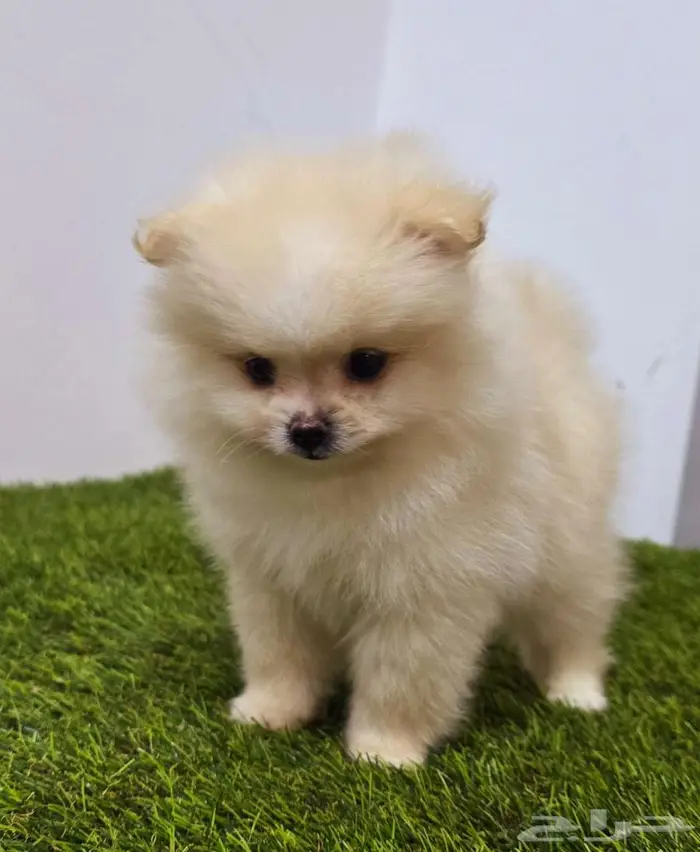Pomeranian  mini toy poodle  yorki 7