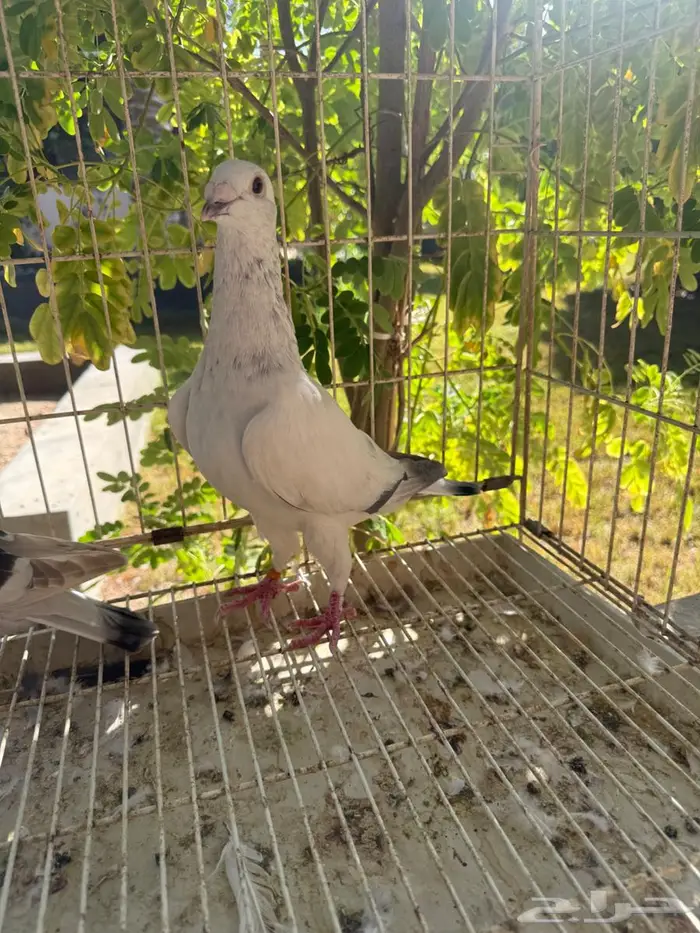 حمام زاجل للبيع 1