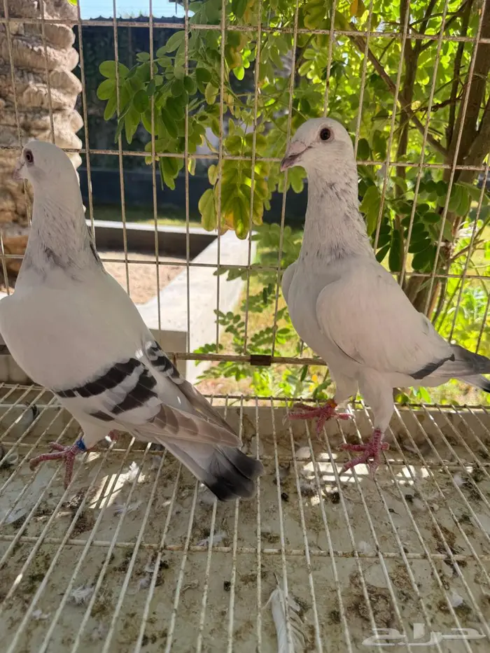 حمام زاجل للبيع 2