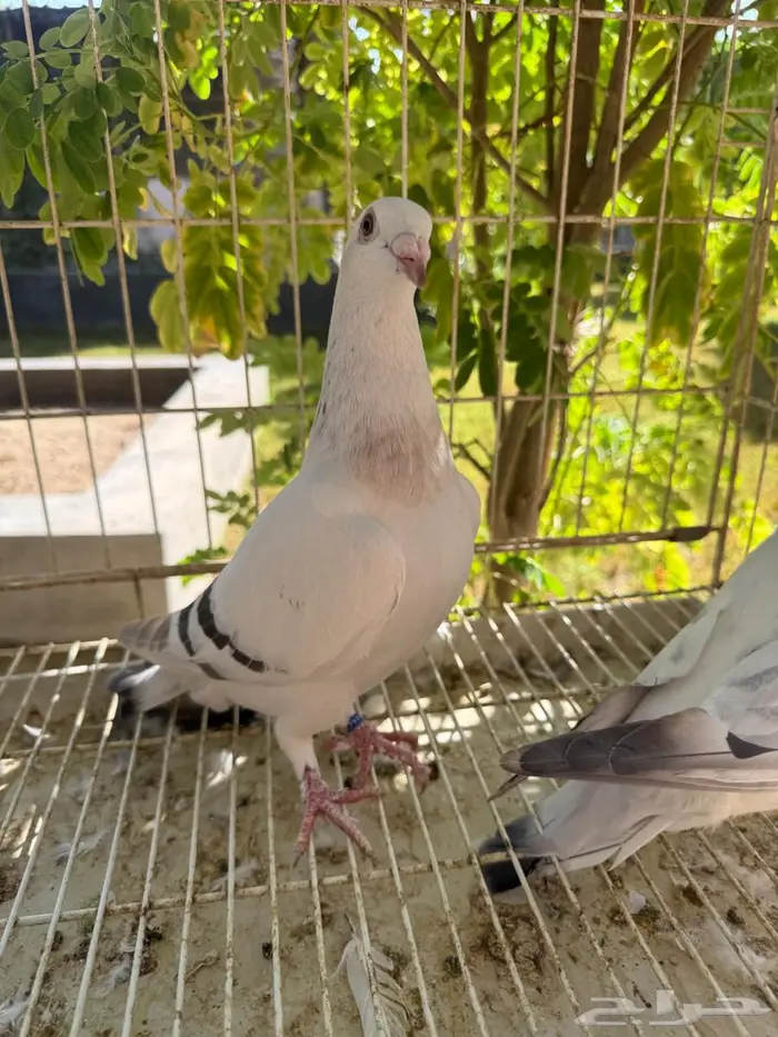 حمام زاجل للبيع 3