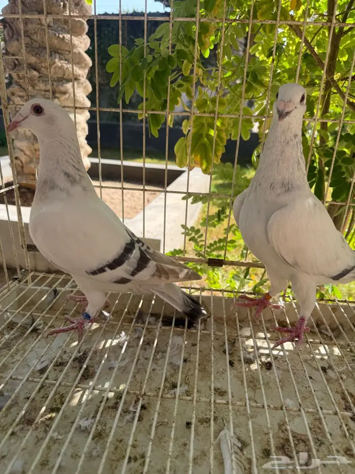 حمام زاجل للبيع 0