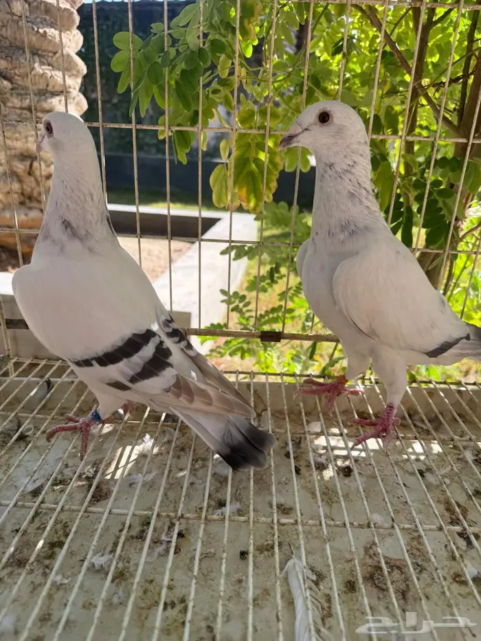 حمام زاجل للبيع 7