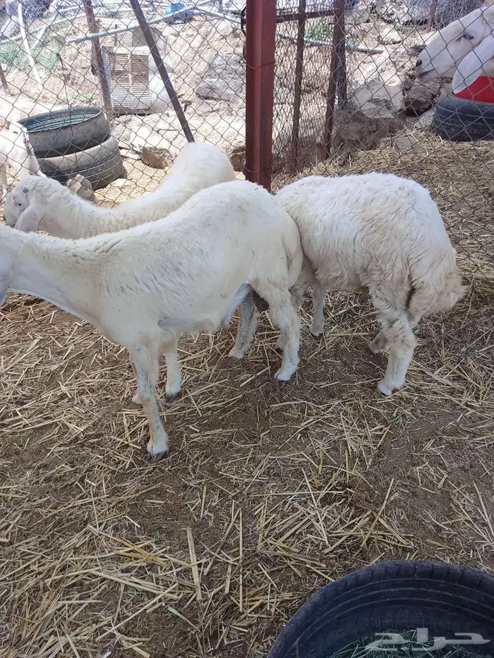 طليان العدد 3 وتيوس 2 2