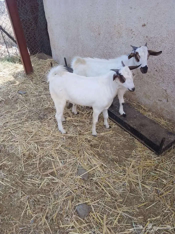 طليان العدد 3 وتيوس 2 10