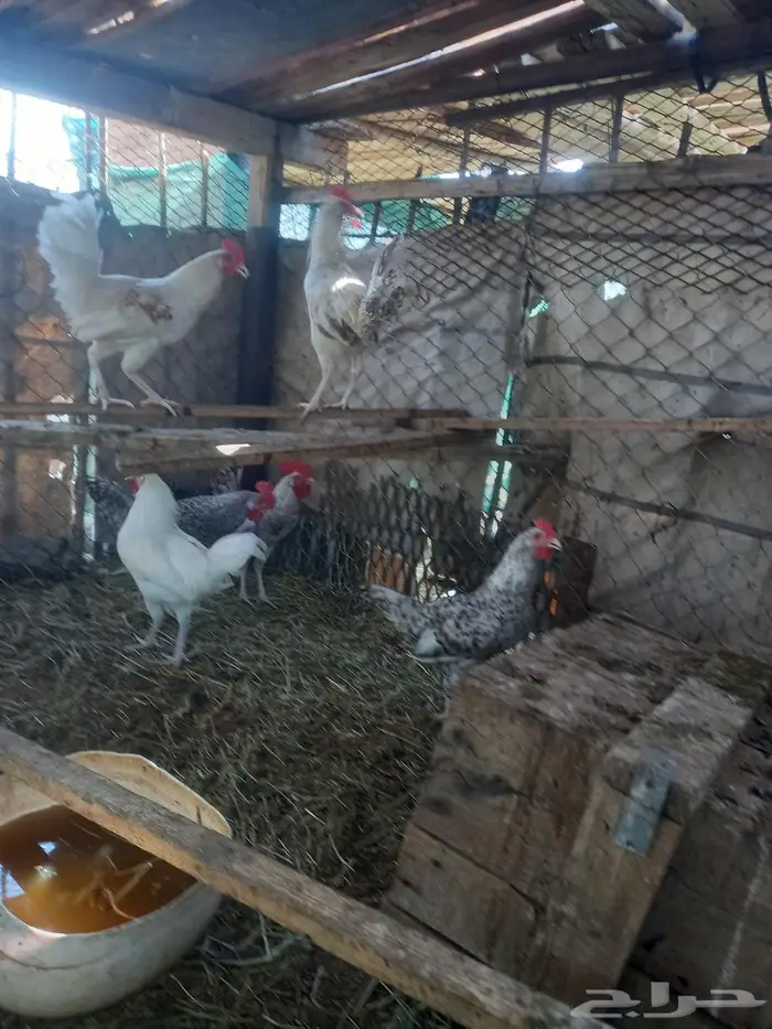 دجاج بلدي اسود 4