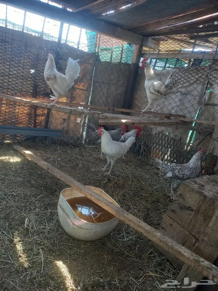 دجاج بلدي نضيف شرط 5
