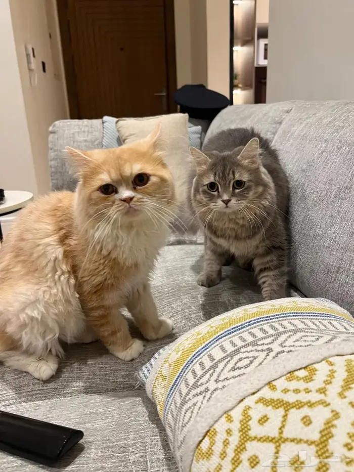 قطة ذكر وانثى للتبني 1