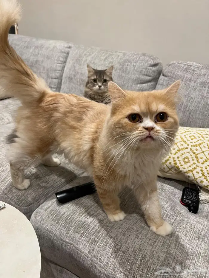 قطة ذكر وانثى للتبني 0