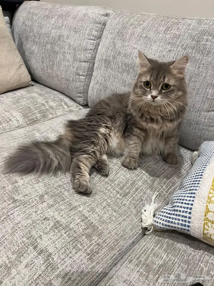 قطة ذكر وانثى للتبني 2