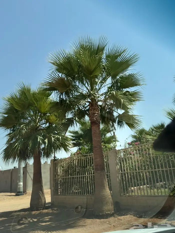نخل زينه 2