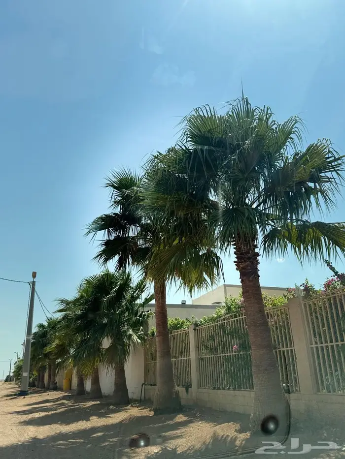 نخل زينه 0