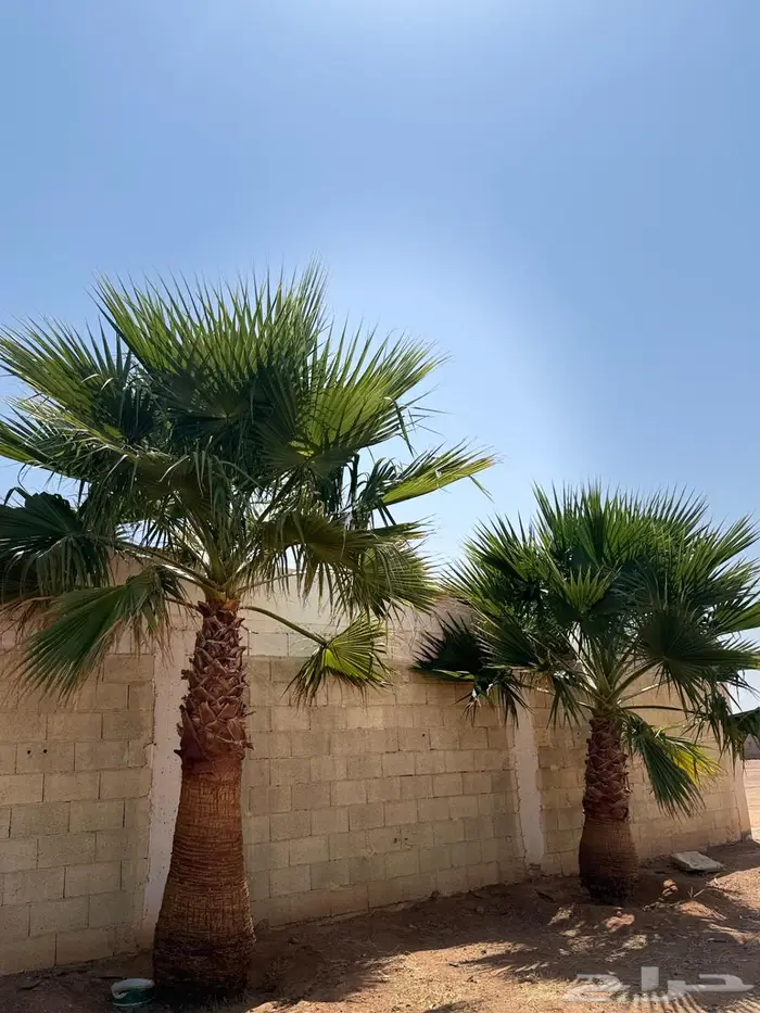 نخل زينه 4
