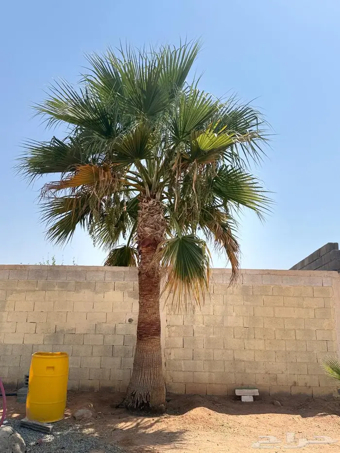 نخل زينه 6