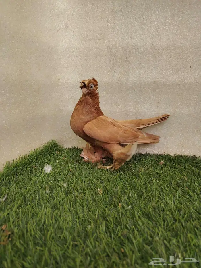 جوز اوزبك 1