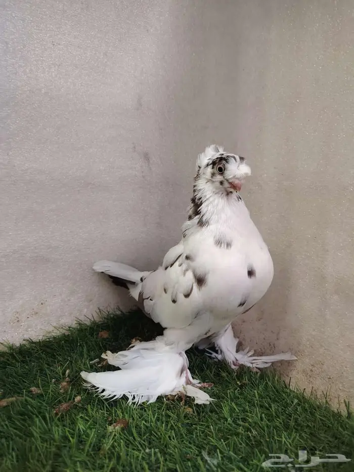 جوز اوزبك 5