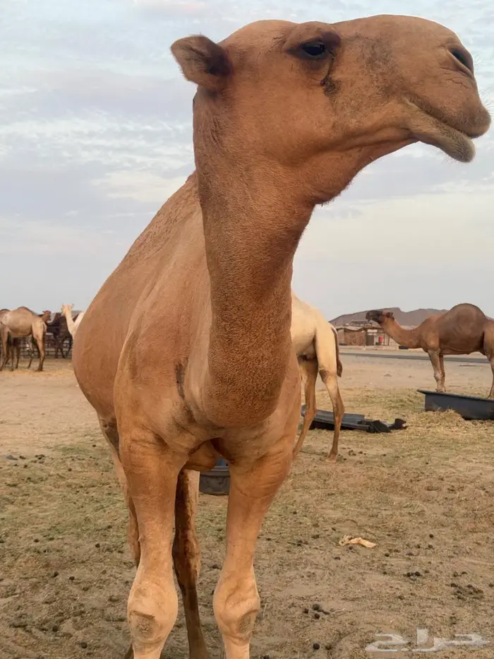 قعود شمالي للبيع من مراح سعود البقمي 1