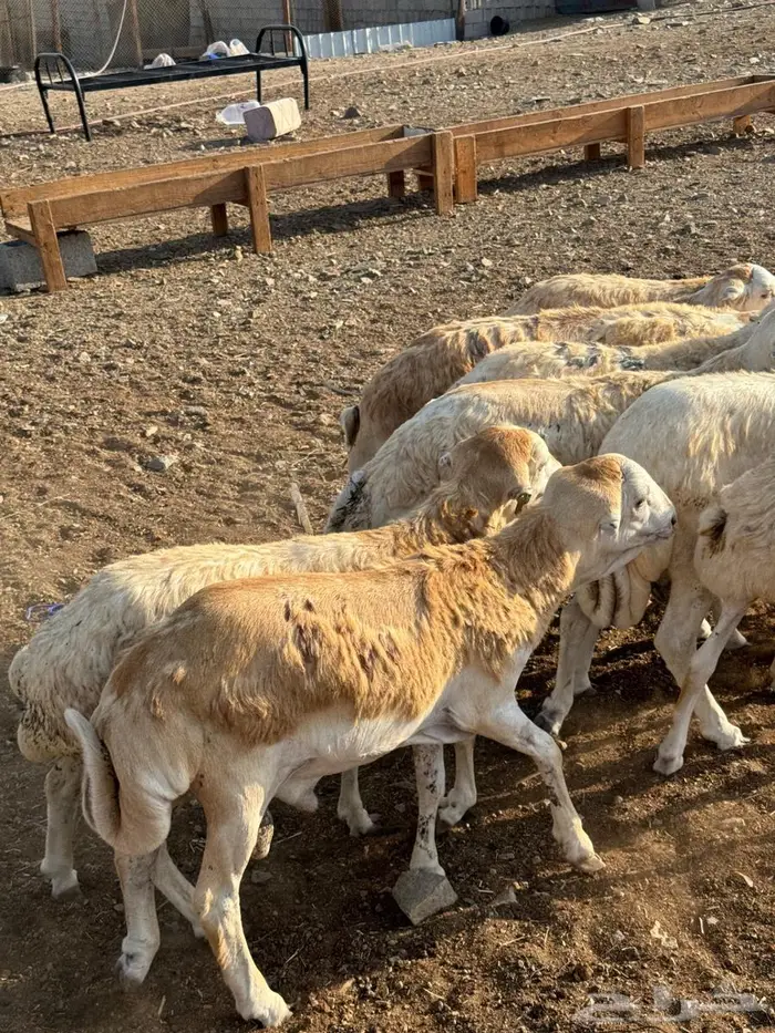 رفيدي حبشي مرابي 1