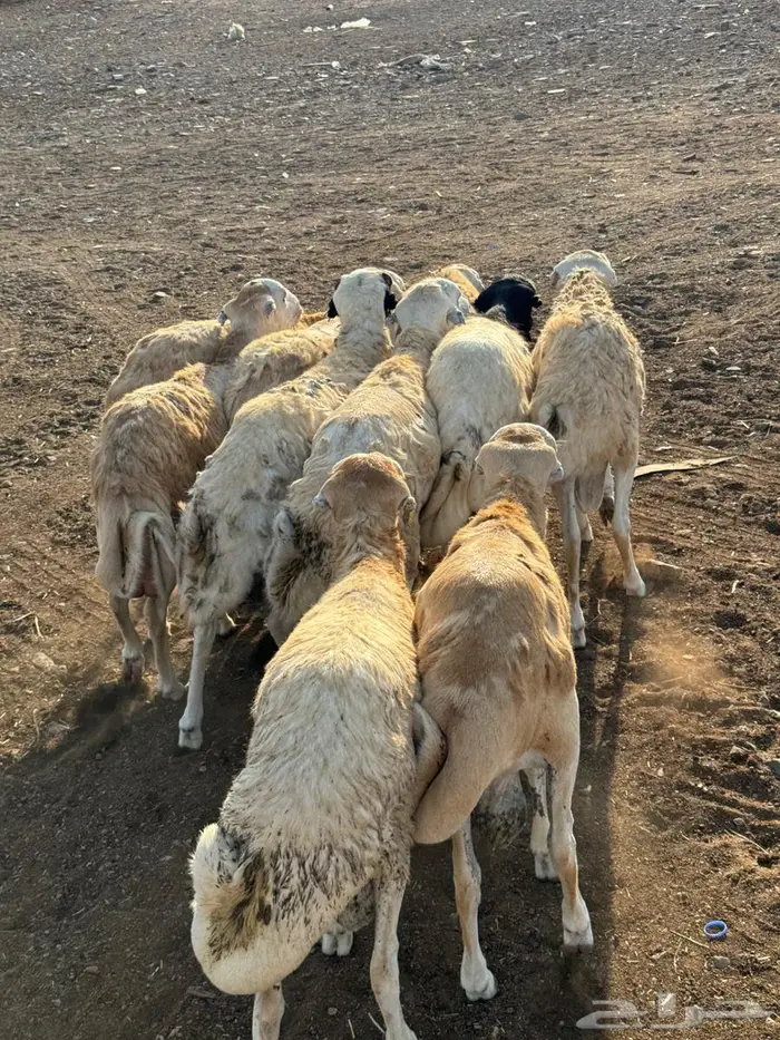 رفيدي حبشي مرابي 2