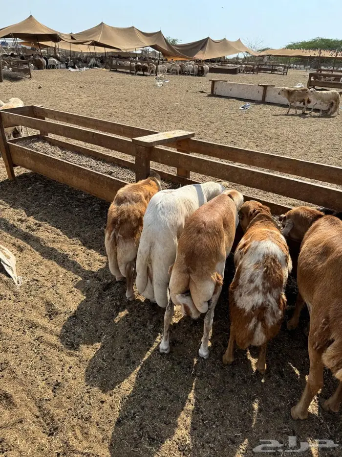 رفيدي حبشي مرابي 0