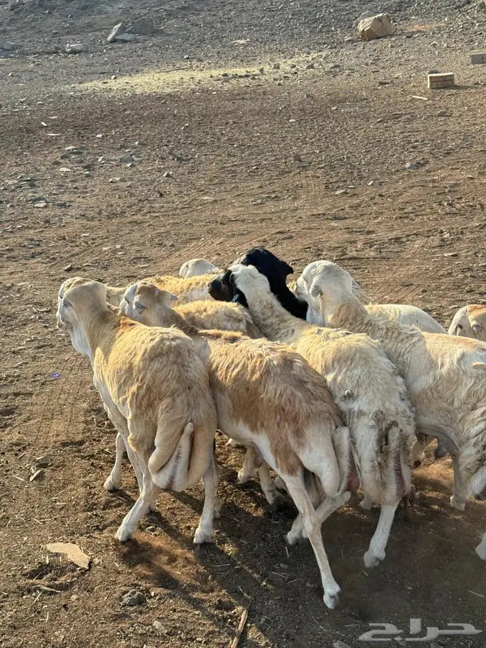 رفيدي حبشي مرابي 4