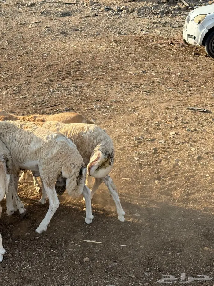 رفيدي حبشي مرابي 5