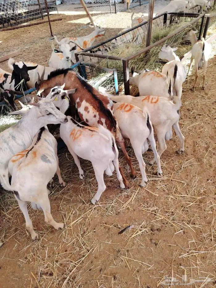 قعدان وتيوس صومالي اعداد كبيره للجمله والتفريد 0