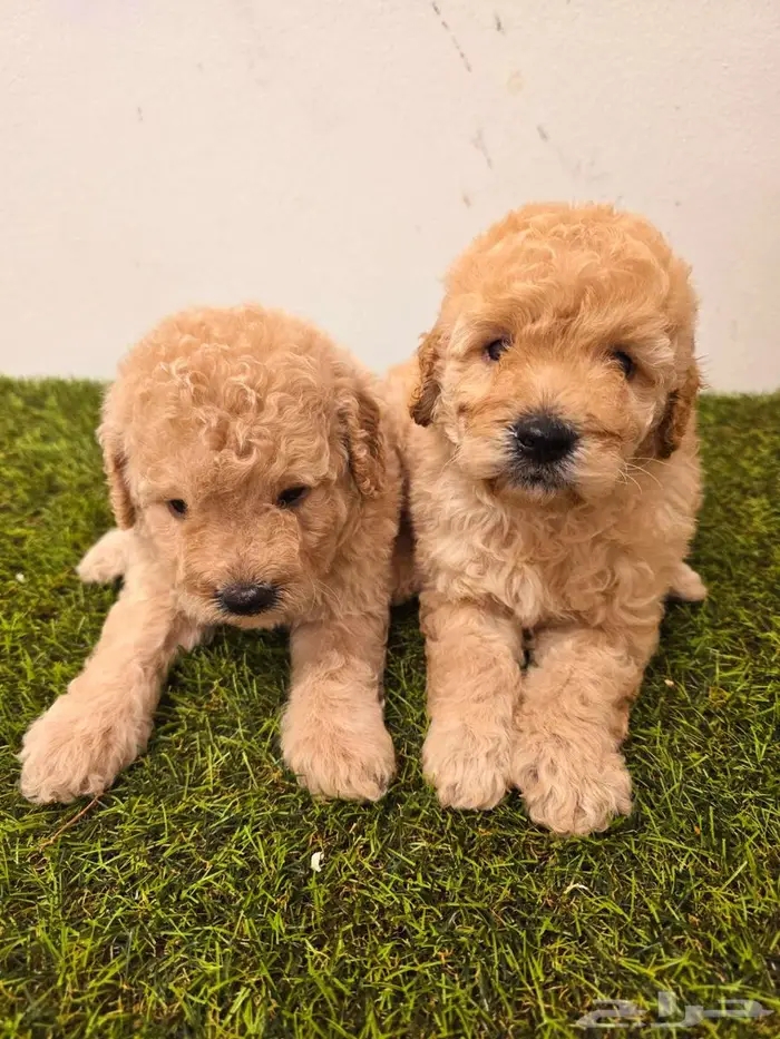 Pomeranian  mini toy poodle  yorki 24