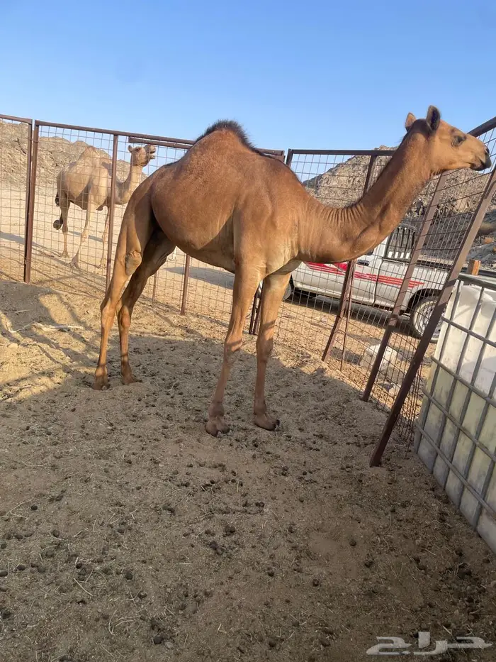 بكره طيبه مقنوي 1