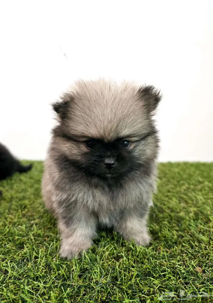 Pomeranian  mini toy poodle  yorki 11