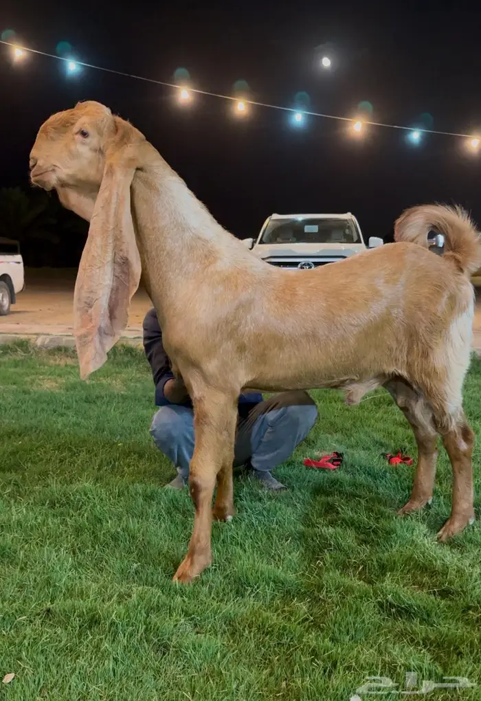 تم البيع جفر هولندي مشروع فحل اصفر. لاهل الزين 0