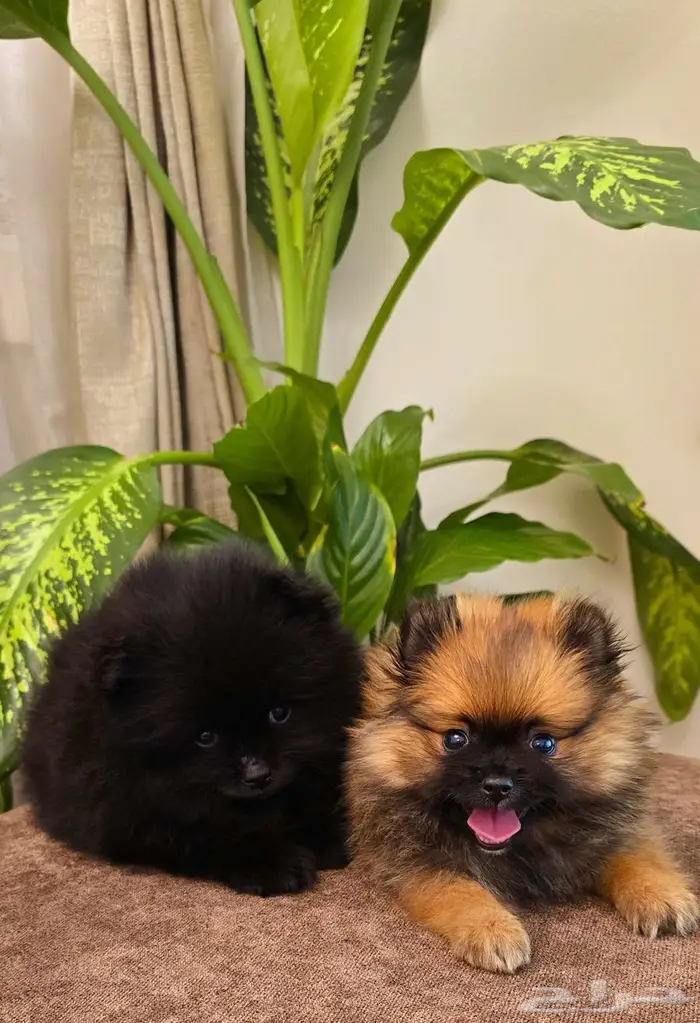 Pomeranian  mini toy poodle  yorki 16