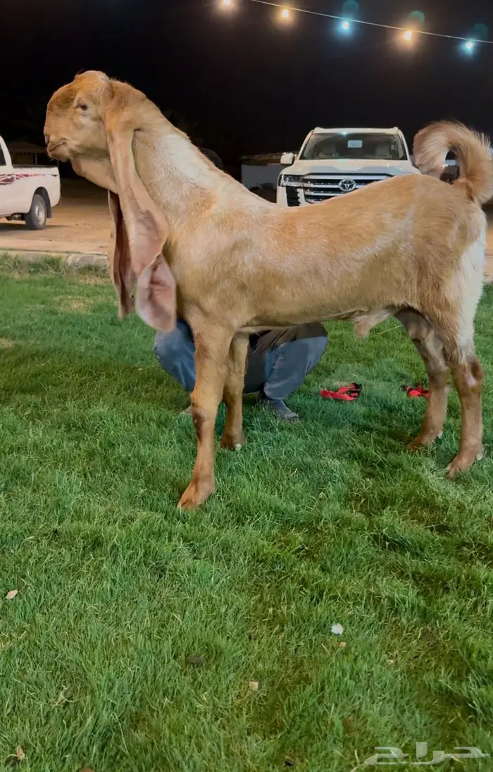 تم البيع جفر هولندي مشروع فحل اصفر. لاهل الزين 1