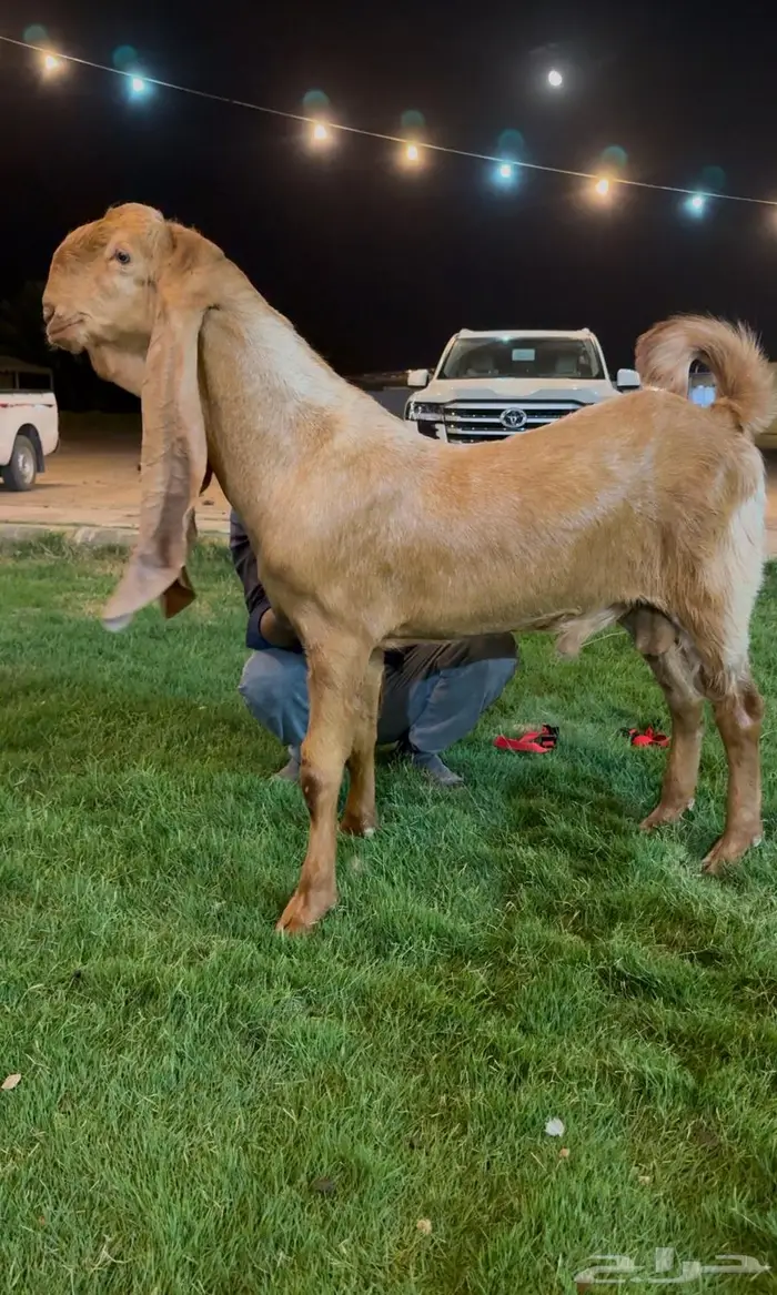 تم البيع جفر هولندي مشروع فحل اصفر. لاهل الزين 2