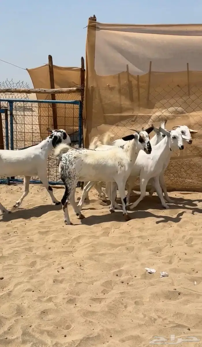 جفار بيشيات صنف الصنف نوادر وفرديات فواخر 2